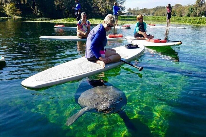 Paddling in Florida with Manatees image