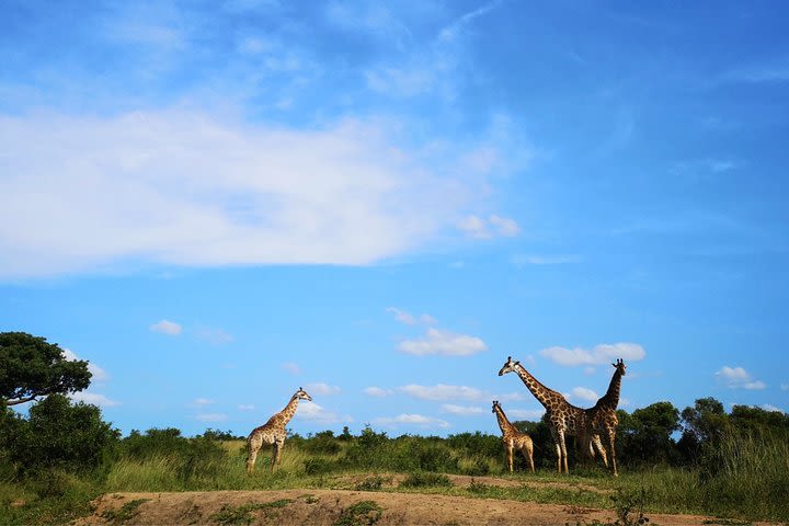 Durban: Hluhluwe Big 5 Budget Safari — Pro Zeiss Binoculars & Safari Guide Books image