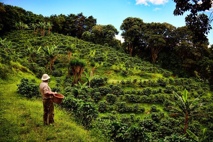 Discover everything about the process and preparation of the Coffee in a guided coffee tour. image