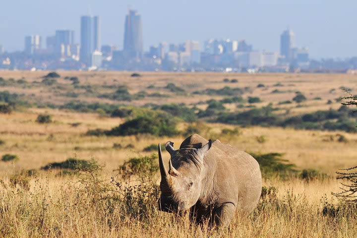 Nairobi national park image