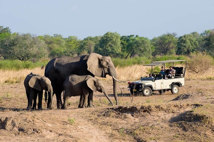 Safari Game Drive in Zambezi National Park with Hotel Pickup image