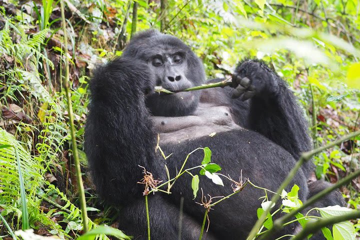 5-Day Gorilla and Chimpanzee Trekking Safari in Uganda image