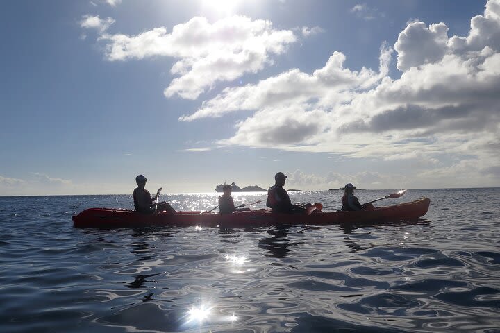 Coral Reef and Turtle Discovery Tour image