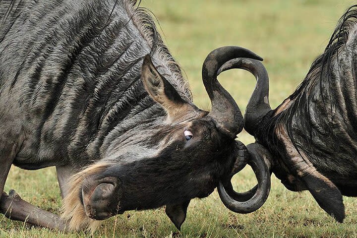 Private 6-Day Great Migration Ndutu Serengeti Safari Tour image