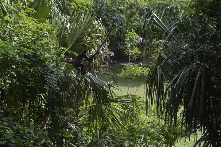 Ancient Chacchoben Mayan Ruins from Costa Maya  image