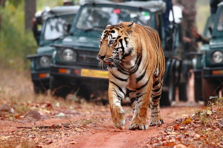 3-Hour private Safari in Ranthambore Tiger Reserve image