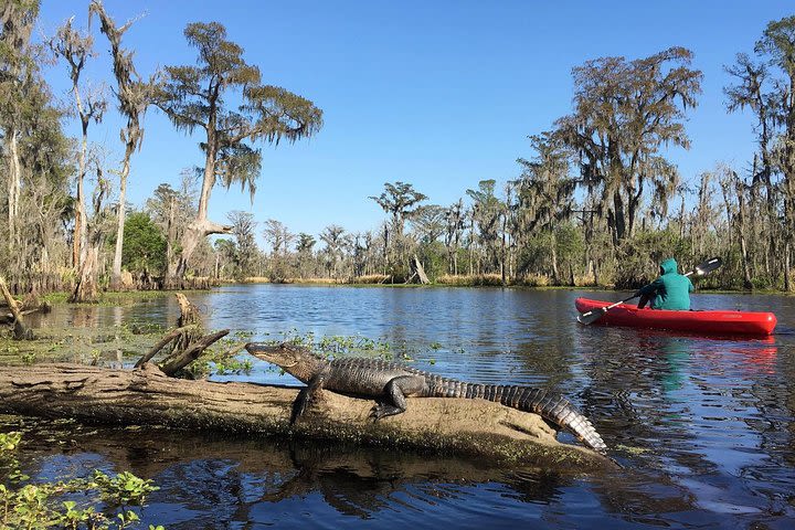 Whitney Plantation and Manchac Swamp Kayak Tour Combo image