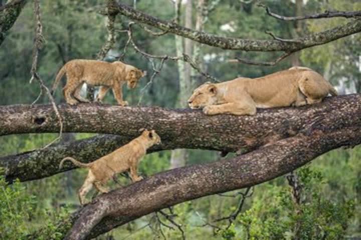  3 Days Safari Tarangire & Ngorongoro Crater & Lake Manyara  image