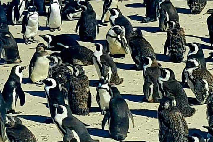 Cape Peninsula Full Day Tour image