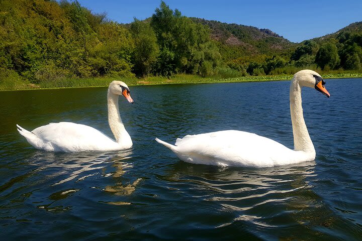 Wine tour - Pavlova Strana - river Crnojevica and boat cruising (NP Skadar Lake) image