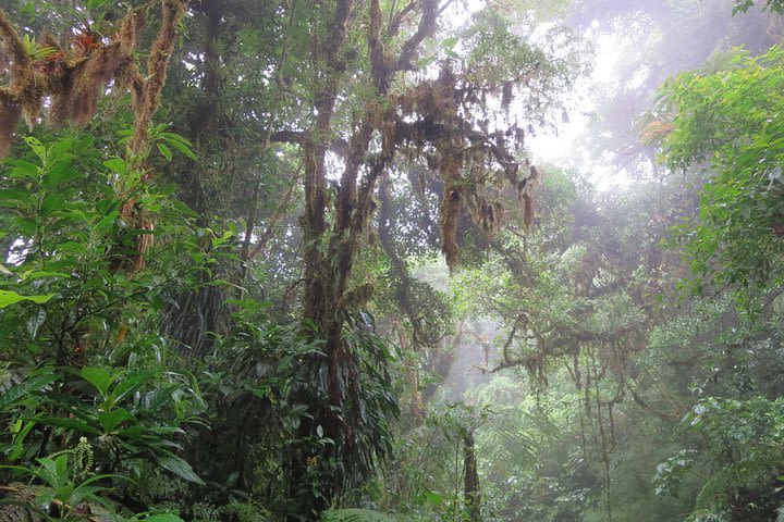 Walk in Monteverde Cloud Forest image