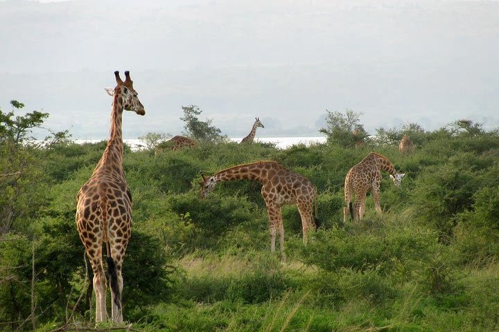 3 Days Wildlife Safari In Murchison Falls National Park image