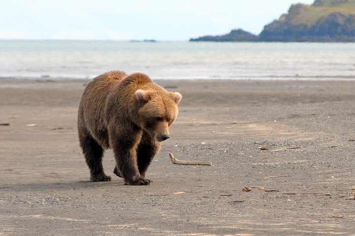 Alaska Bear-Viewing Day Trip from Homer image