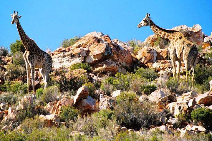 Cape Town 3-Day Attraction Tours: Aquila Safari, Cape Peninsula, Wine Tasting image