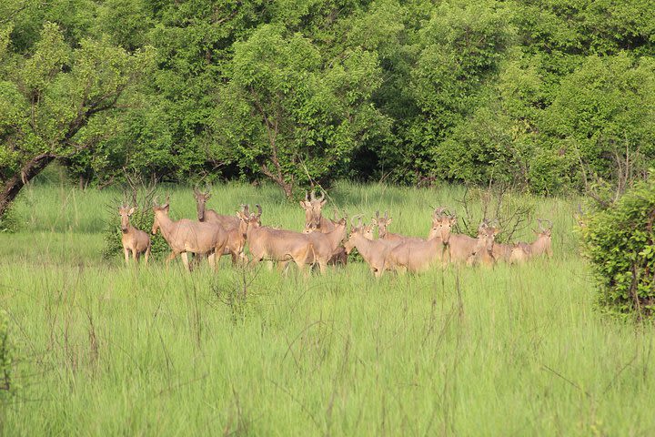 Ghanian adventure safari 8 Days 7 Nights( comfort plus) image