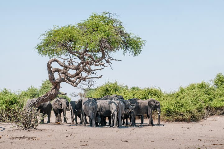 From Livingstone, Victoria Falls or Kasane - Chobe Day Tour image