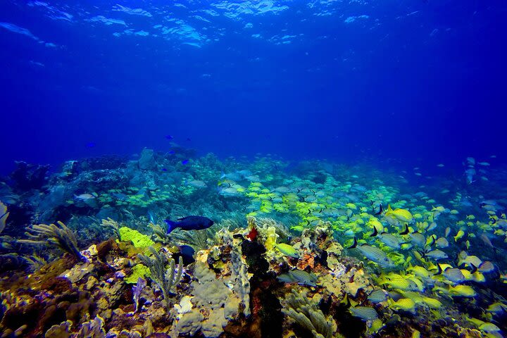  SPECIAL! Snorkel at MUSA - The Underwater Museum Reservation image