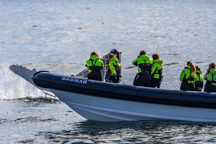 2-Hour RIB Boat Whale Watching Tour from Reykjavik image