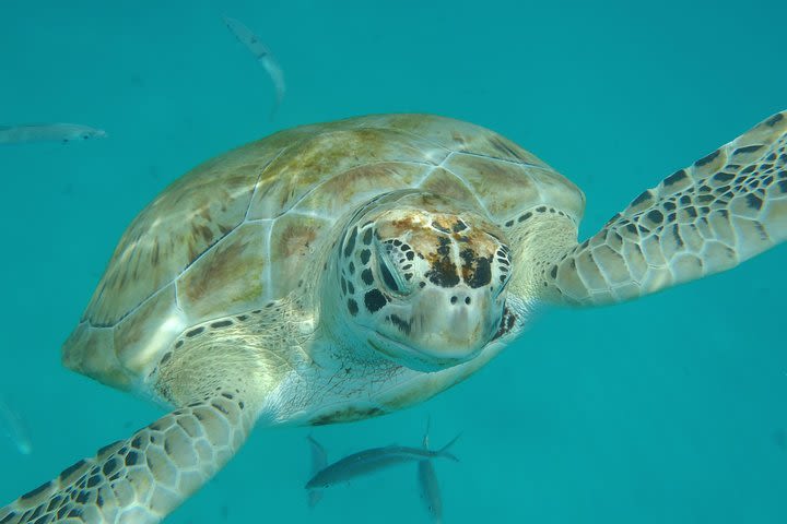 Barbados Island Tour, Monkey feeding & Swimming with the Turtles image