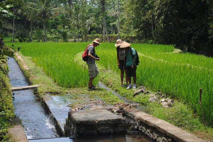 Jatiluwih Rice Terraces Track image