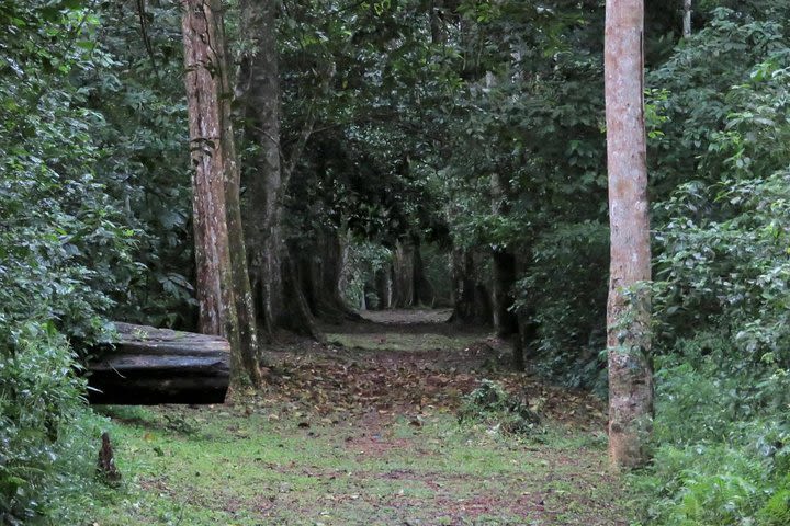 Shoebill And Fox Weaver Tracking Tour image