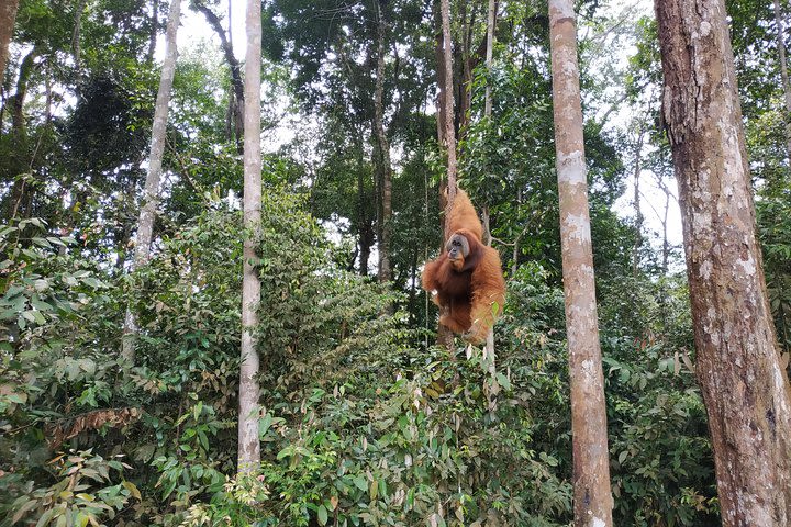 6 Days Bukit Lawang - Berastagi Tour (2D1N Jungle Treking + Sunrise Hiking) image