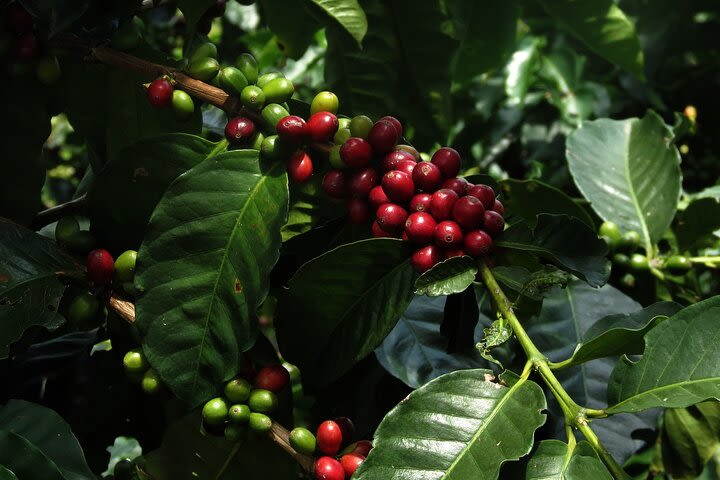 Medellin fun and informative half-day coffee farm tour image