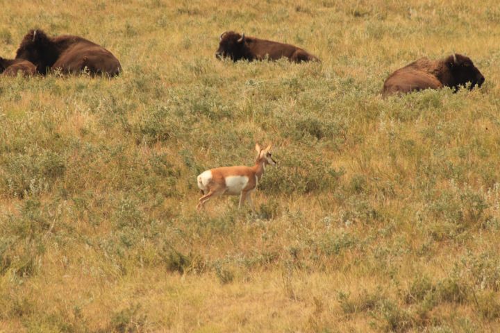 Badlands Sunset and Night Sky Adventure image