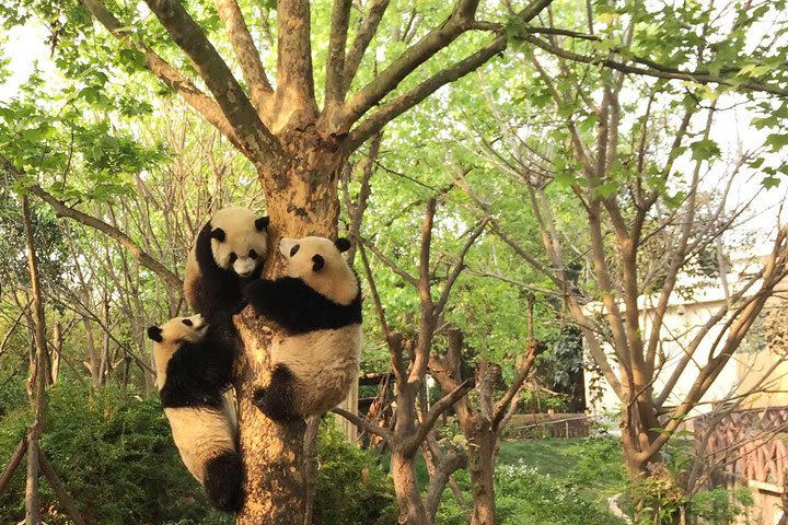 Half Day Private Tour: Chengdu Research Base of Giant Panda Breeding image