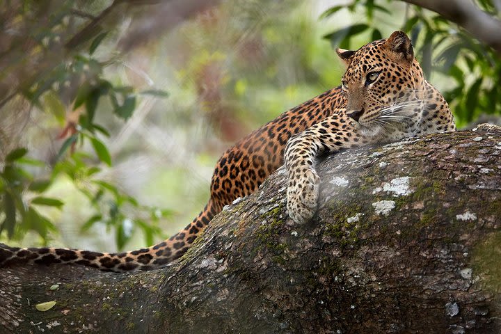 Day Tour to Wilpattu National Park from Colombo image