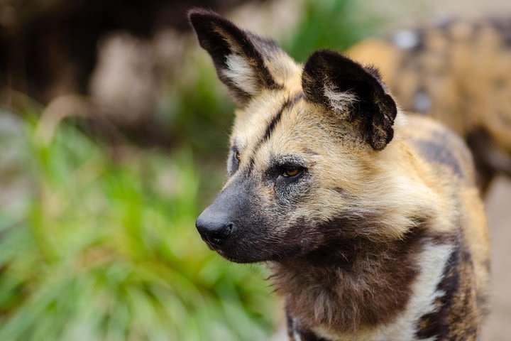 The Anne Van Dyk Cheetah Centre image