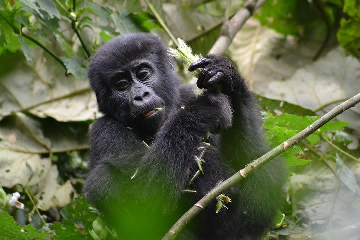 Fly in Gorilla Safari image