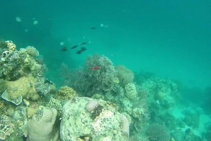 Snorkeling At Misali Island image