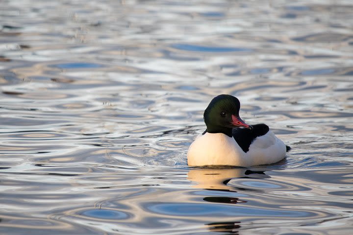 Morning Birding Along Lake Geneva image