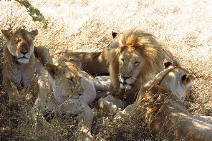 3 Days 2 Nights Maasai Mara Sopa Lodge Safari image