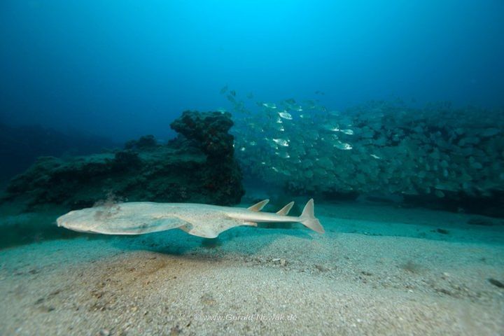 Discover the underwater world of Lanzarote image