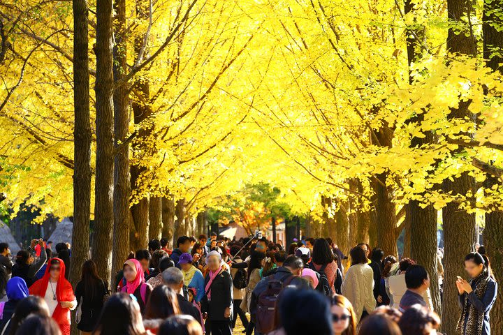 Nami Island & Petite France image