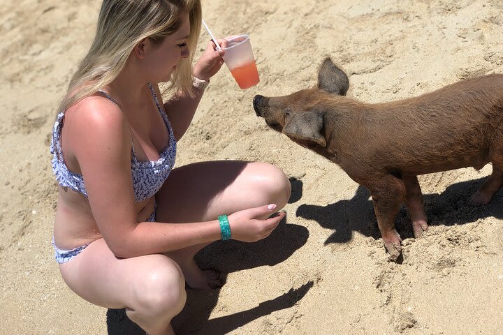 Swim with Da' Pigs ATV Tour (Beach Day, Pig Encounter, Lunch, Tropical Drinks)  image