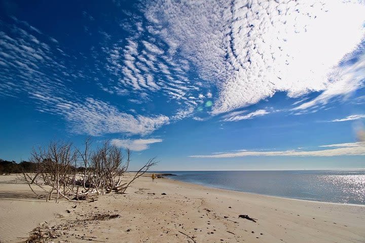 Barrier Island Beach and Wildlife outing image