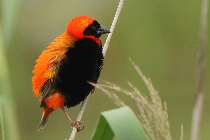 Dawn bird watching on Lake Kivu image