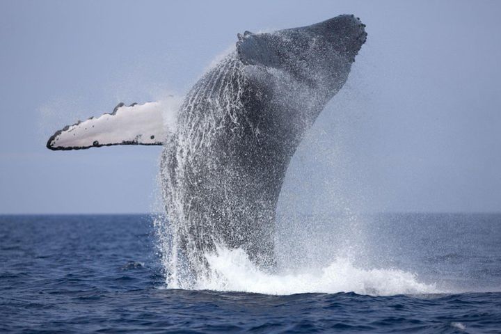 Whale Watching Boat Tour from Hikkaduwa image