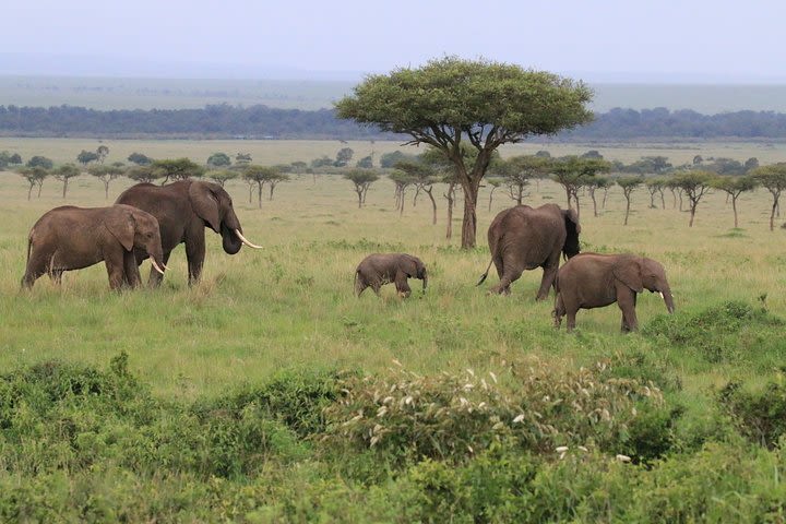 7 Day Uganda Safaris  image