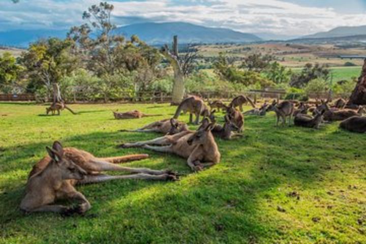 Shore Excursion: Hobart's Best In Half A Day image