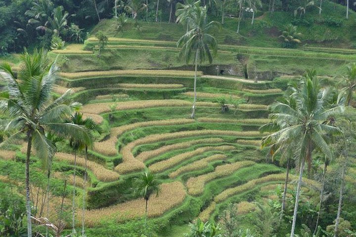 Ubud Kintamani Tour image