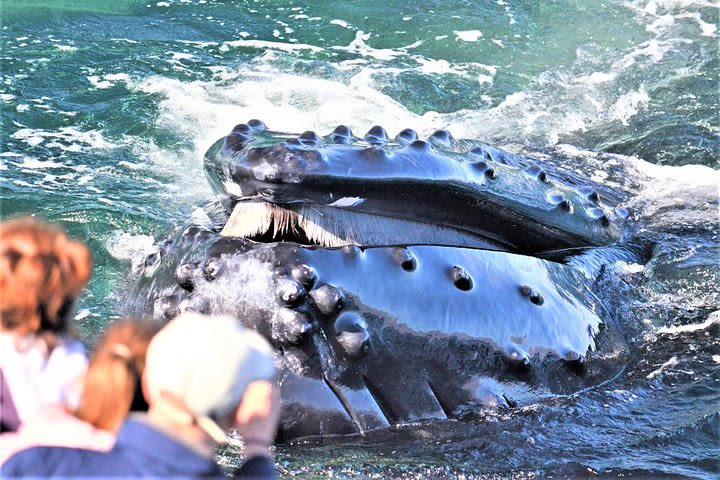 Boston Whale Watching Cruise by High-Speed Catamaran image