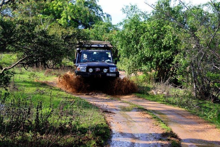 Private Tour : Yala National Park Safari image