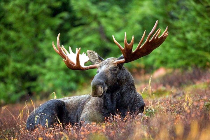 Moose Safari image