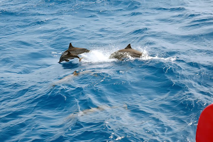 Dolphin House Full Day Snorkeling Sea Trip With Water Sports - Hurghada image