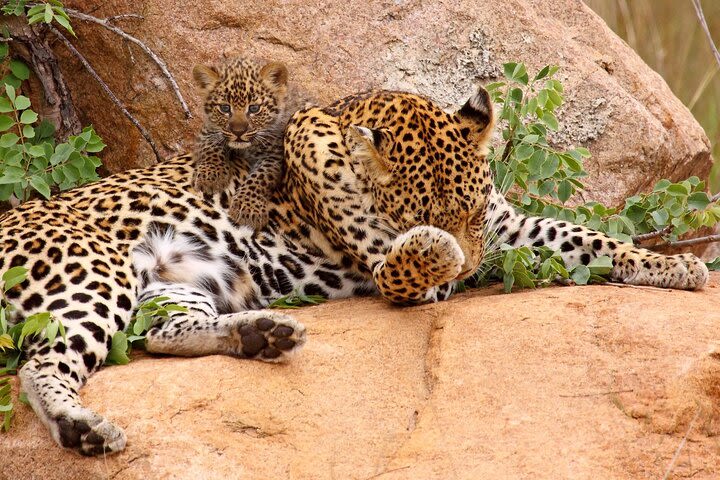 1 Day group tour-Ruaha National park image