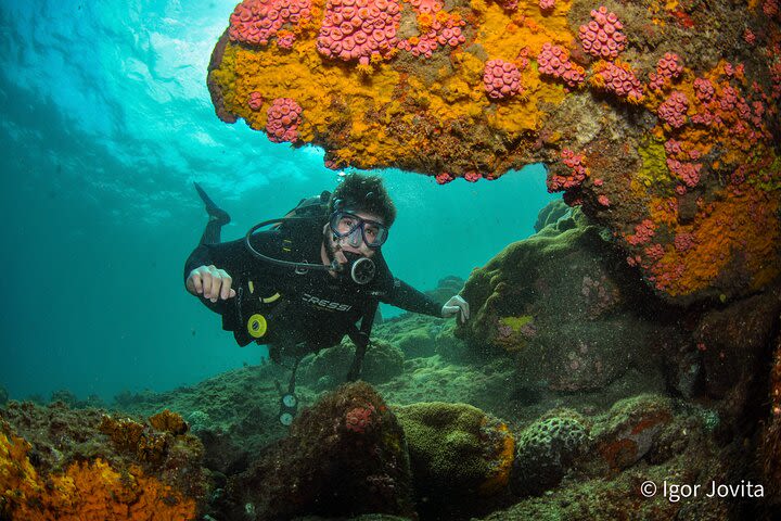 Diving for Accredited - Arraial do Cabo RJ by Acqua World image